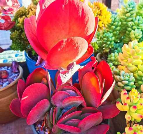 肉肉怎么养才能有红色 怎么让多肉植物变红,花卉养护