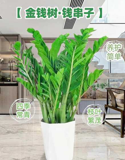 盆栽金钱摇钱树怎么养 盆栽摇钱树怎么养