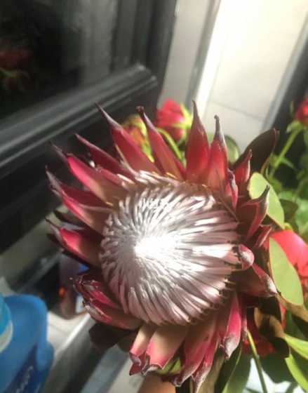 帝王花的叶子怎么变黑 帝王花烛多久一片叶子