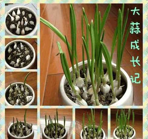 大蒜土里面那个叫什么 大蒜锈病有什么土方子