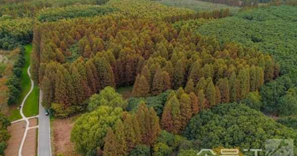 最近的水杉基地在哪里 河南最大的花木基地在哪里求大神帮助