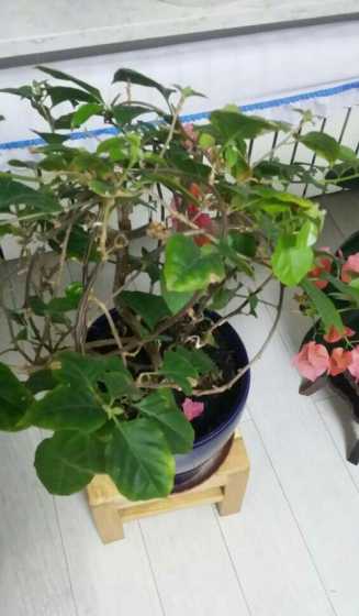 三角梅为什么不开花花 三角梅为什么不开花三角梅不开花的原因分析