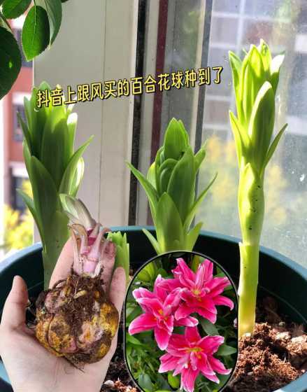 百合花败了养球怎么样 关于百合花后怎样养球谢谢了,大神帮忙啊