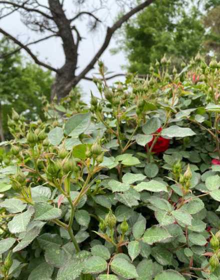 月季花怎么样地栽活了 月季花夏季移栽能活么