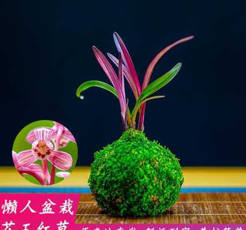 兰花什么时间抽苔开花 西兰花早春怎样才能不让它通过春化抽苔