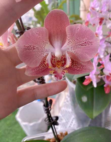 为什么蝴蝶兰花开的少 为什么家里养的蝴蝶兰开花少