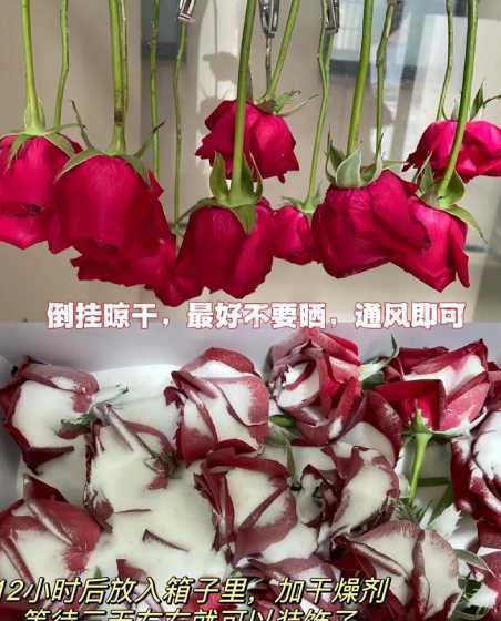 鲜花怎么晾干做成干花 如何将鲜花做成干花