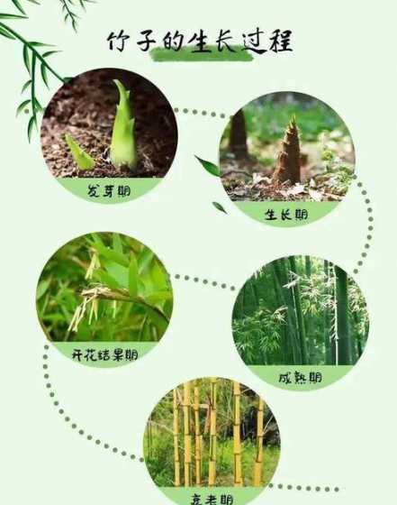 竹子长叶子是什么季节 竹子在什么季节生长
