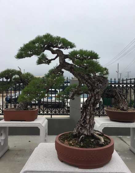 黑松盆景需要什么环境 黑松盆景的养殖方法和注意事项