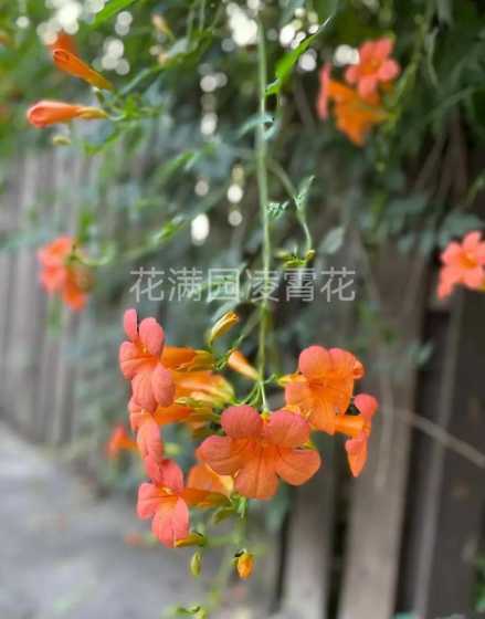 凌霄花一般种植在哪里 凌霄花北方可以种植吗