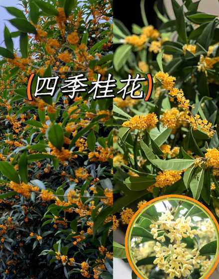四季桂花什么人经销得 有谁知道四季桂花怎么嫁接什么时间嫁接...