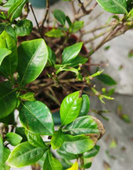 枙子花叶冒水是为什么 枙子花叶黄是什么原因