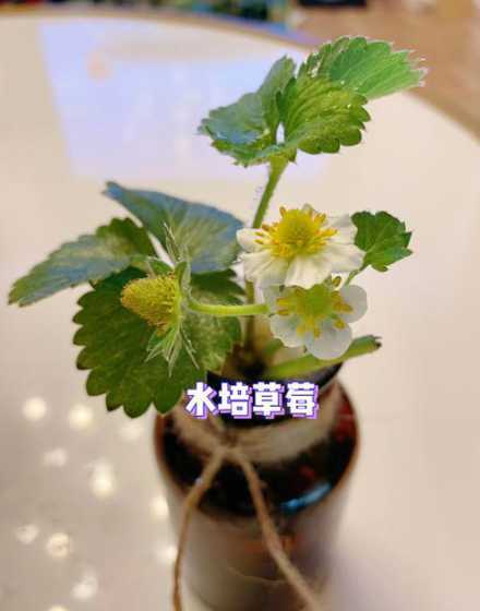 自己在家怎么水培草莓 水培草莓的种植方法和技术
