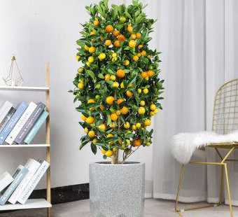 盆栽金桔的花什么样子 怎样盆栽金桔