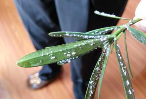 罗汉松叶子为什么发粘 罗汉松的叶面上有粘液,怎么办