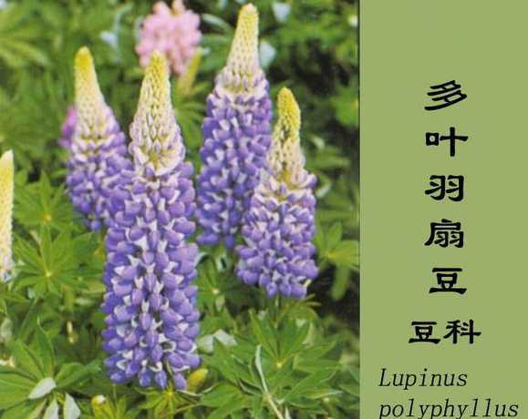 宿根花卉的价值有哪些 宿根花卉有哪些