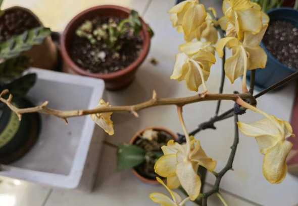 蝴蝶兰茎为什么变黄了 茎腐烂怎么治 蝴蝶兰茎变黄什么原因