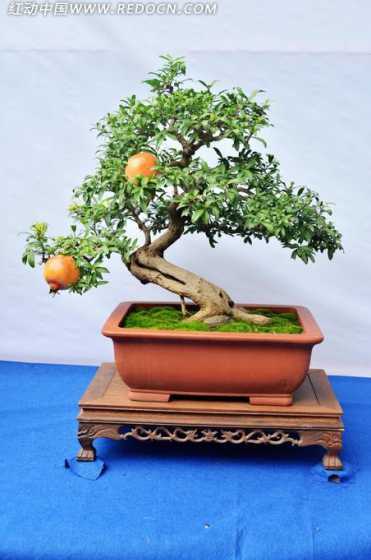 盆栽石榴结果怎么处理 石榴树结果后烂果怎么办