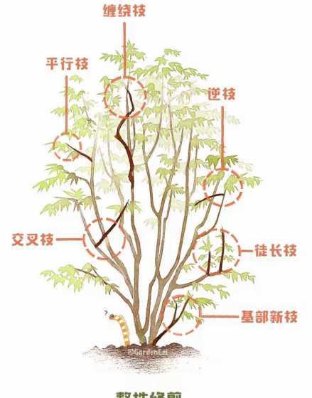 红枫树苗什么时候修剪 红枫树苗什么时候栽种