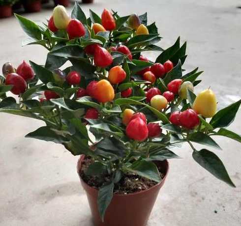 盆栽彩椒红了怎么处理 五彩椒盆栽打顶么