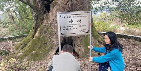 种风景树需要办什么证 黄淮平原适合栽种什么风景树