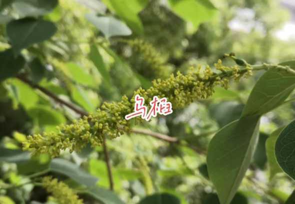 50公分乌桕什么价格 什么材料的菜板最好