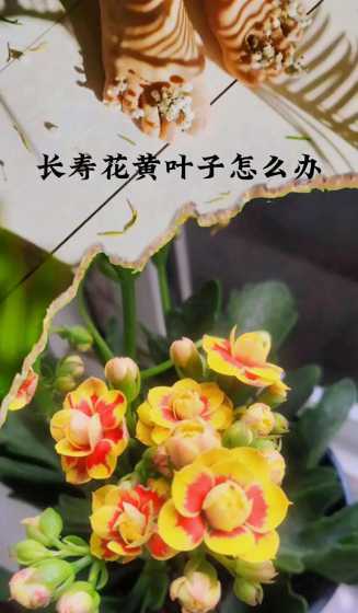 长寿花叶子发黄怎么办 长寿花叶子发黄怎么回事