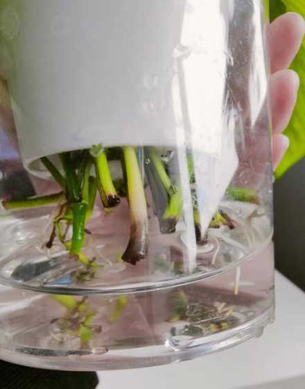 士培绿萝茎发黑怎么治 绿萝茎变成这个颜色了是怎么回事要怎么办