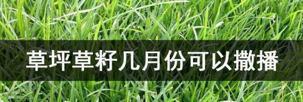 洒草籽多久能长成草坪 草籽直接撒草坪上可以活么