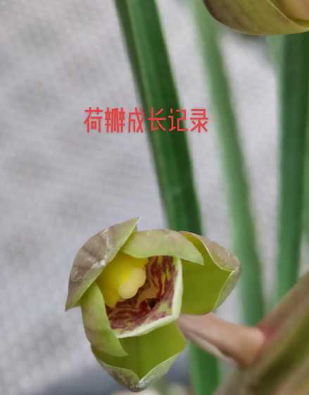 兰花什么时候成长最快 兰花为什么发芽那么慢