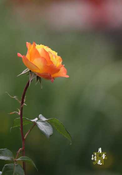 八月的月季花开怎么样 月季花开怎么发朋友圈