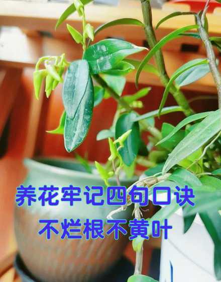 木块种的石斛怎么浇水 铁皮石斛用什么植料