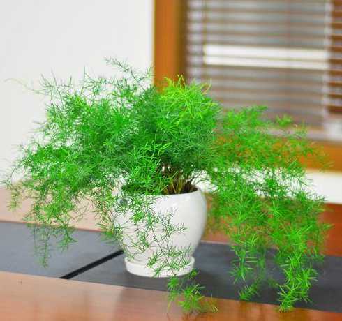 什么盆栽适合冬天养殖 冬天室内养什么绿植物好