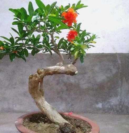 盆栽石榴什么时候开花 石榴什么时候开花