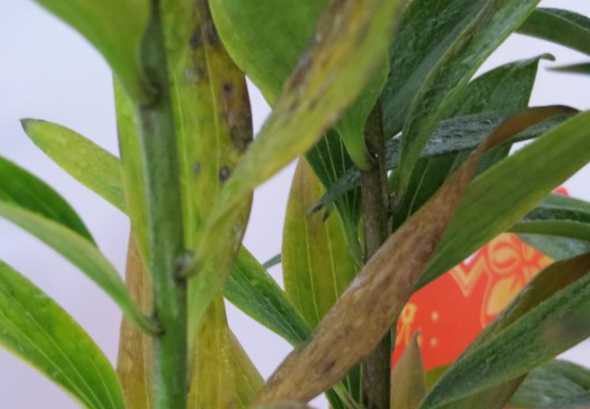 盆栽百合叶子蔫为什么 刚买的盆栽百合花叶子蔫了怎么办