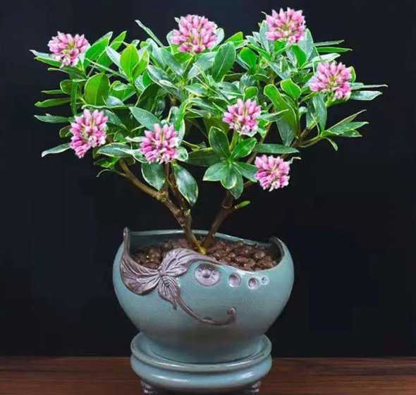 金边瑞香什么时候栽种 金边瑞香什么时候开花