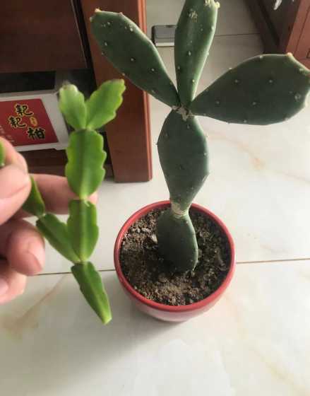 仙人掌稼接怎么蟹爪兰 仙人掌嫁接蟹爪兰
