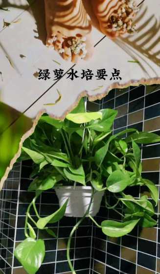 水培绿萝叶子怎么变绿 水培绿萝叶子发黄的原因以及解决方法