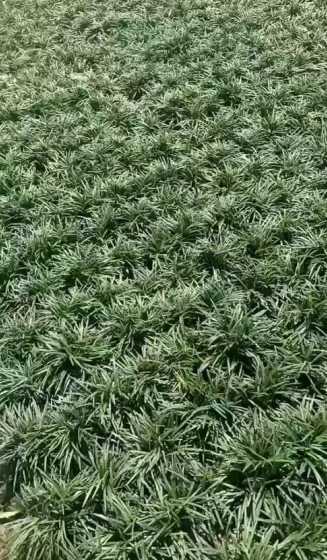 矮麦冬每个平栽多少斤 矮麦冬什么时候移栽最好