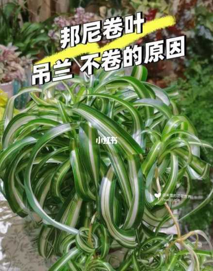 卷叶吊兰不卷了为什么 吊兰叶子卷曲原因及补救处理方法