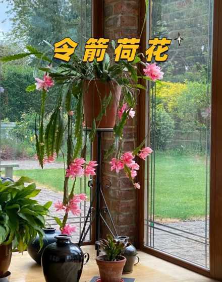 荷花令箭营养浇什么水 荷花令箭施什么肥最好