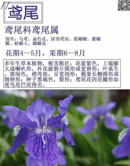 鸢尾花为什么养在花坛 鸢尾有毒为什么还要大量种植
