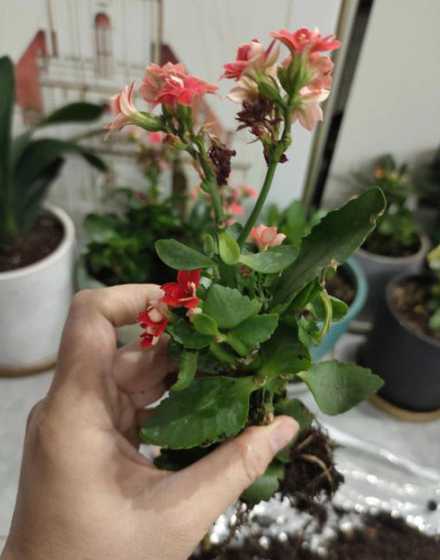 长寿花叶片软怎么解决 长寿花叶片发软可以施肥吗