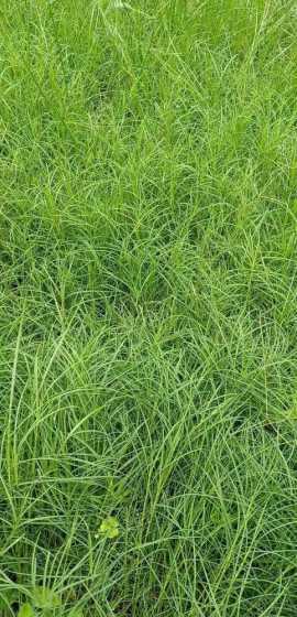 草种混播一平方多少钱 草坪绿化一平米多少钱