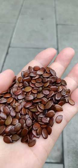 合欢种子一斤有多少粒 合欢种子有什么作用要详细的