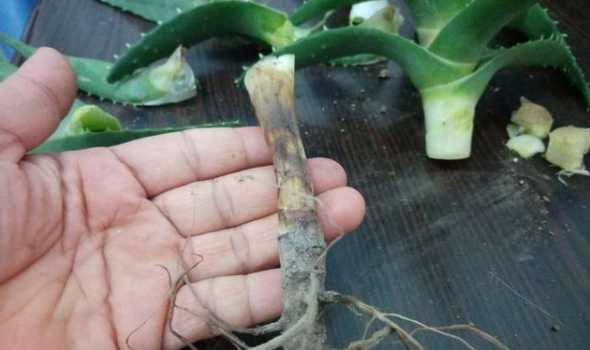 珍珠芦荟烂根怎么处理 芦荟需要修剪吗