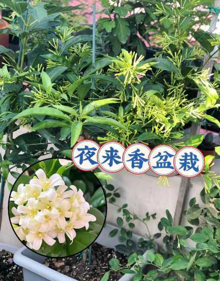 月来香花什么时候开花 夜来香是什么时候开花的