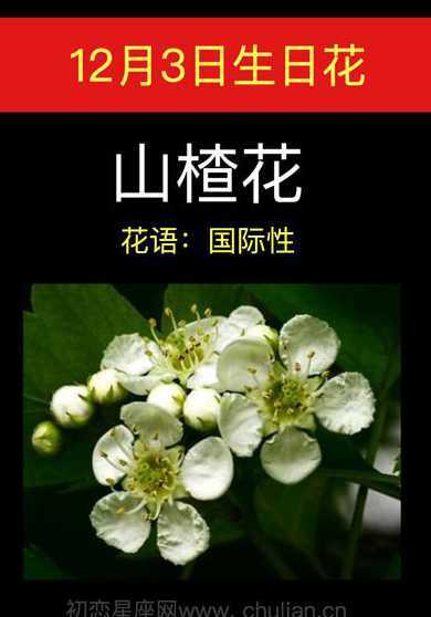 12月12日有什么花 12月12日的诞生花是什么