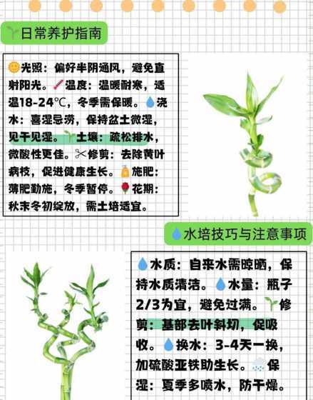 富贵竹怎么样才会开花 怎样养植富贵竹才会开花