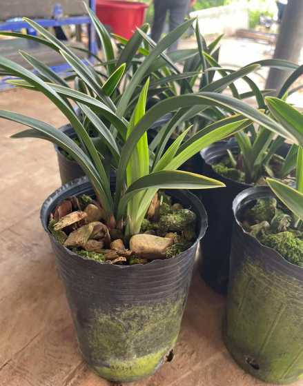 兰花一般什么季节开放 兰花是什么季节开的